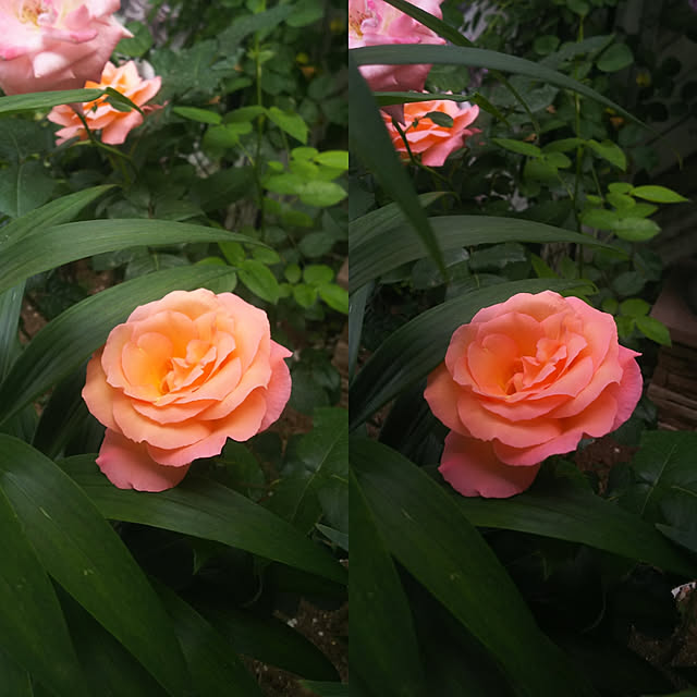 yuuandkoroさんの実例写真