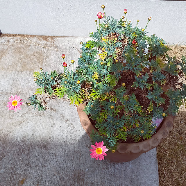 chiiさんの実例写真
