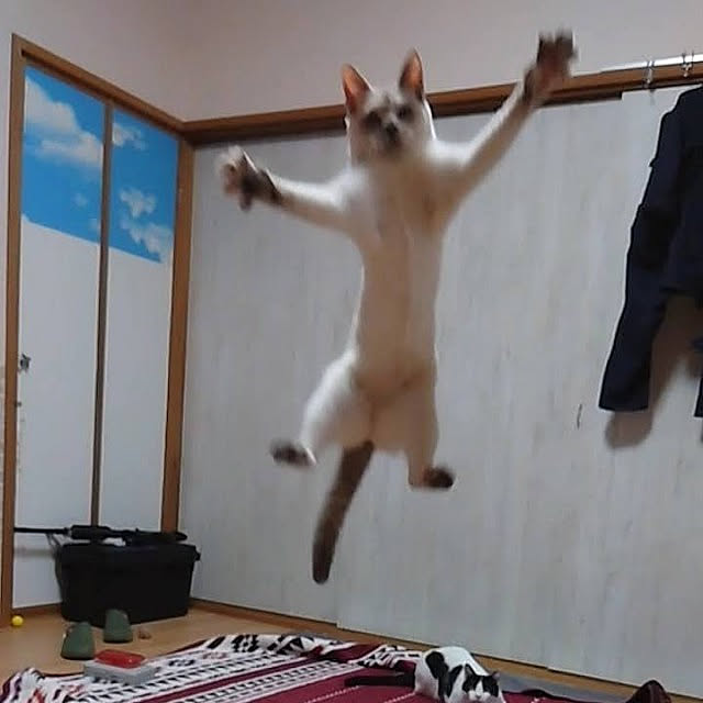 kiyohima229さんの実例写真