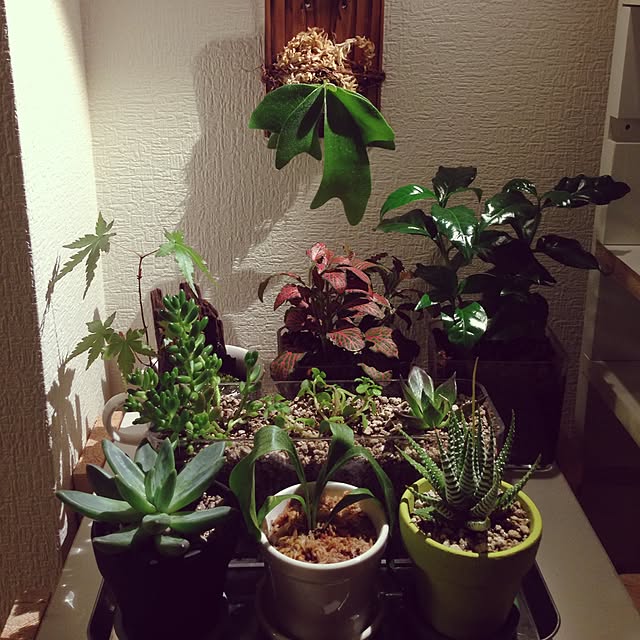 棚/観葉植物/多肉植物のインテリア実例 - 2015-05-17 23:12:12