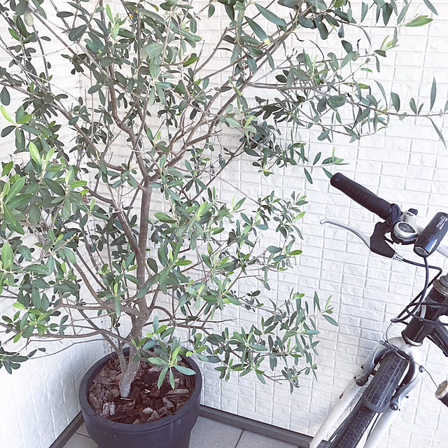 forさんの実例写真
