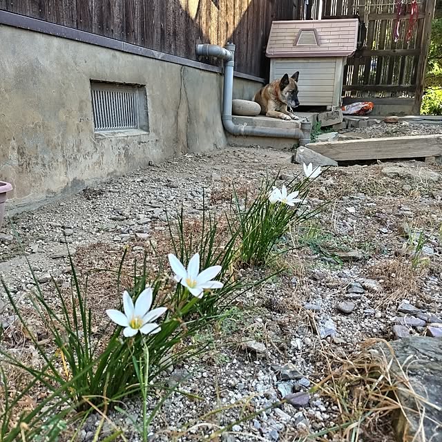 kuririnmamaさんの実例写真