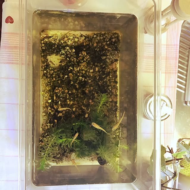 toggyさんの実例写真