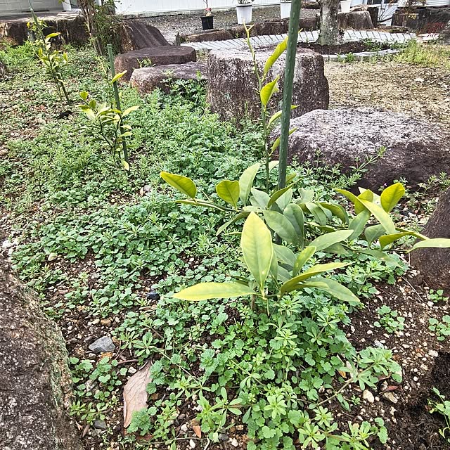 Rubiconさんの部屋