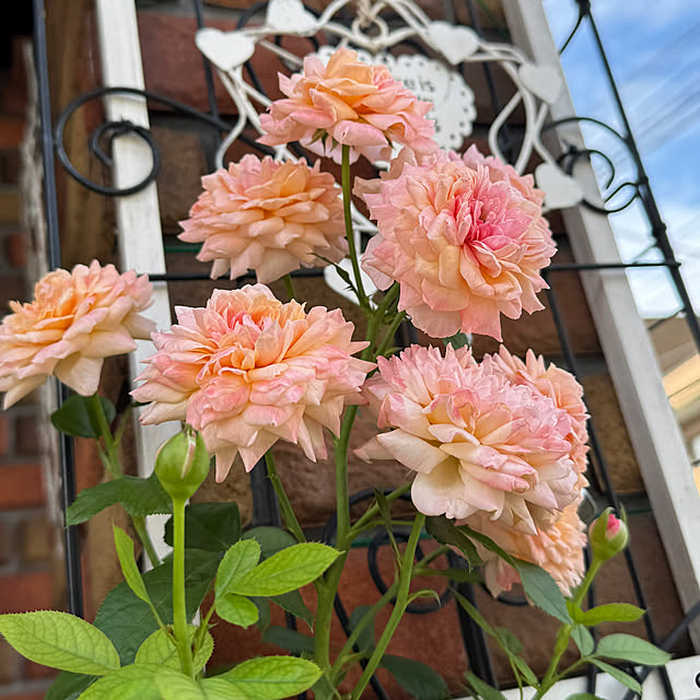 RoseLife5818さんの実例写真