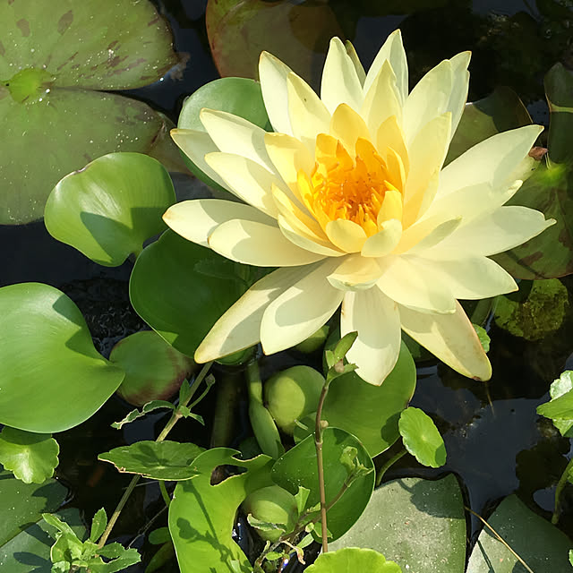 akaneさんの実例写真