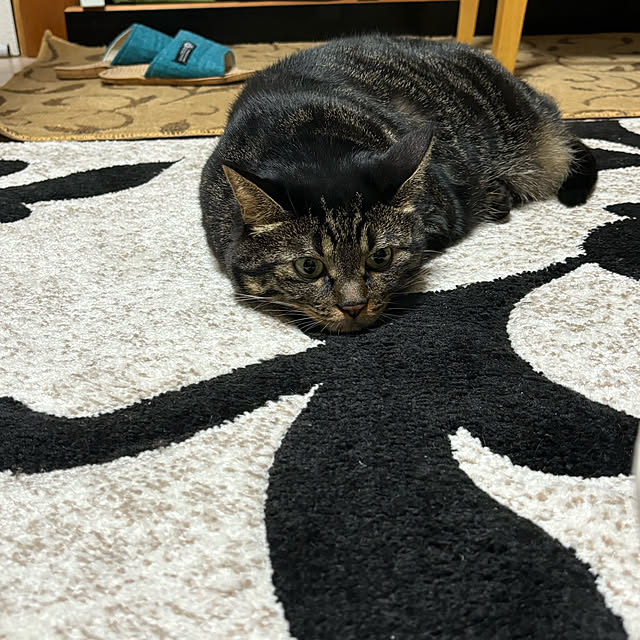 momocchiのイケヒコ・コーポレーション-ネム 200×250cm イケヒコ イケヒコ・コーポレーション 1320890030601の家具・インテリア写真