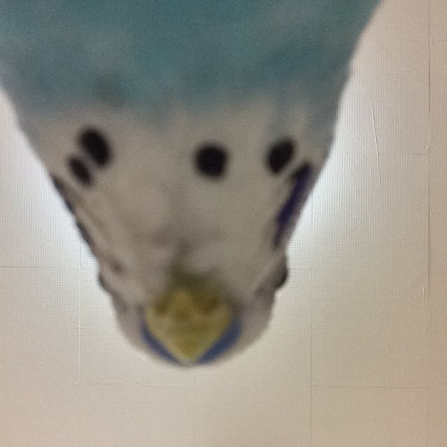 p.mamaさんの実例写真