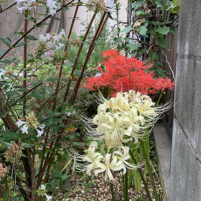 eshinobumさんの実例写真
