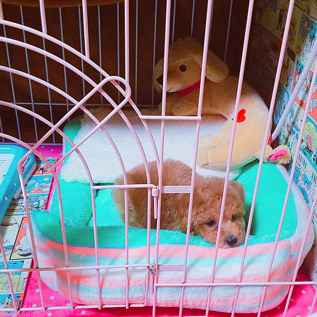 cherrycherryさんの実例写真