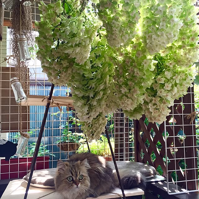 butachanさんの実例写真