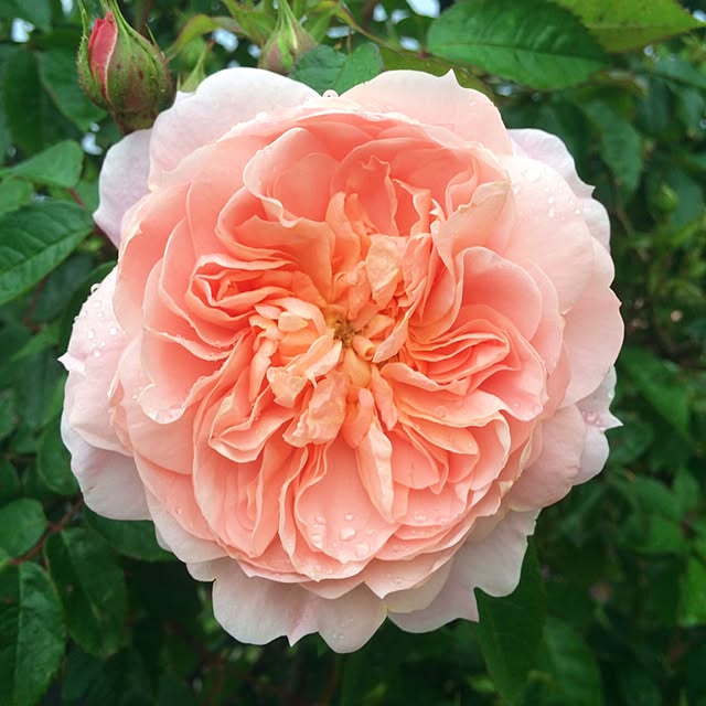 HappyRoseさんの実例写真