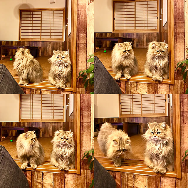 butachanさんの実例写真