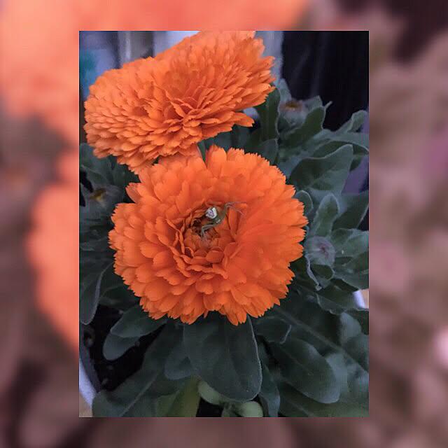 mamaさんの実例写真