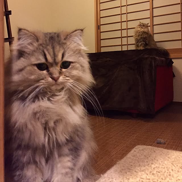 butachanさんの実例写真