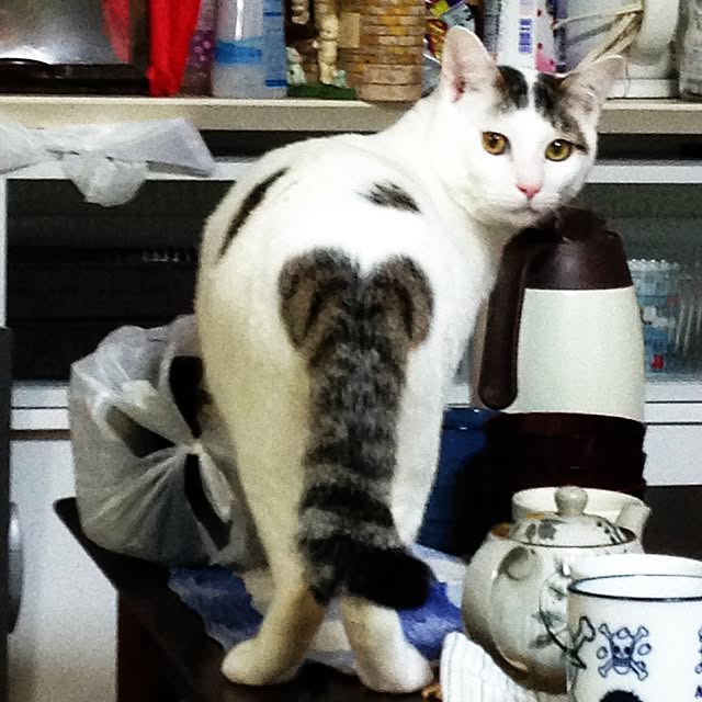 maki-buuさんの実例写真