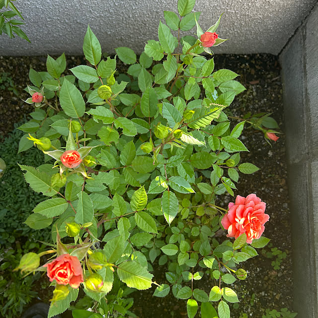 banbinaさんの部屋