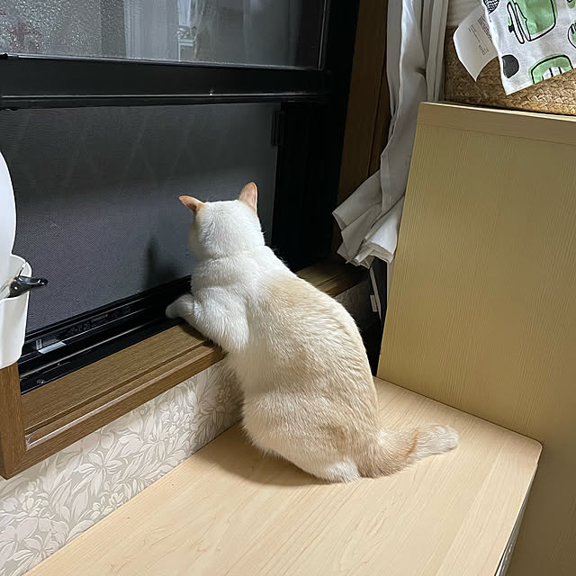 himetanさんの実例写真