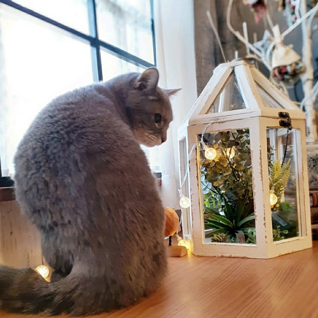 naoporonさんの実例写真