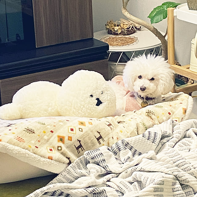 Asamiさんの実例写真