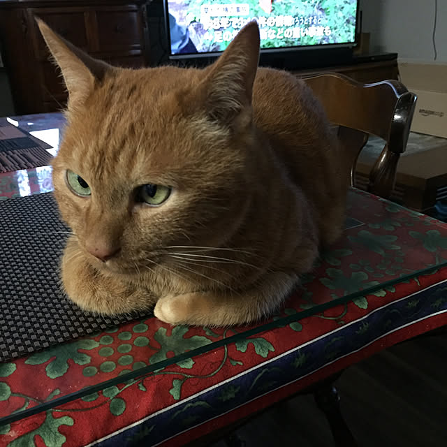 sleptcatさんの実例写真