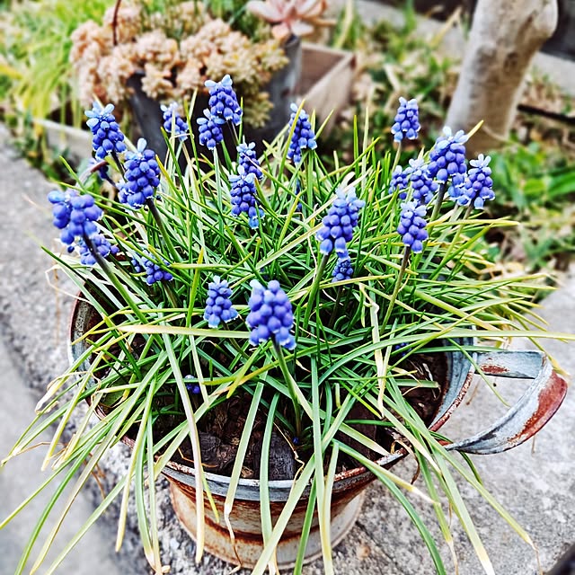 haruさんの実例写真