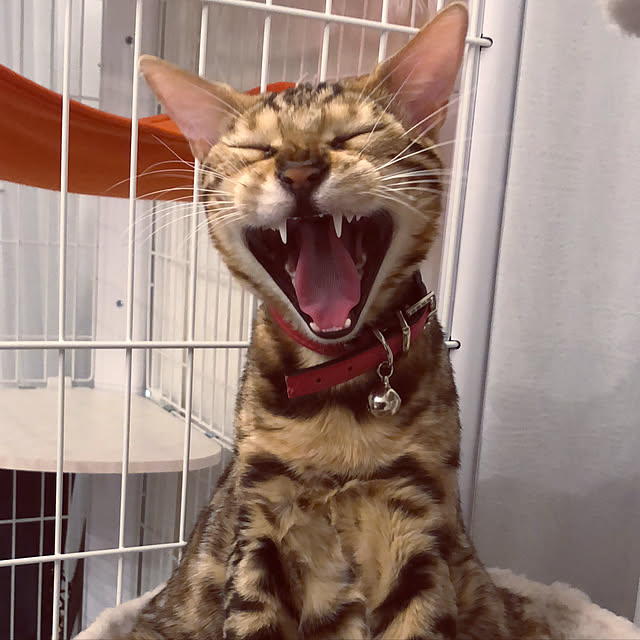 iranさんの実例写真