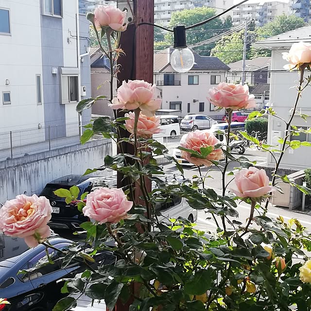 実例写真