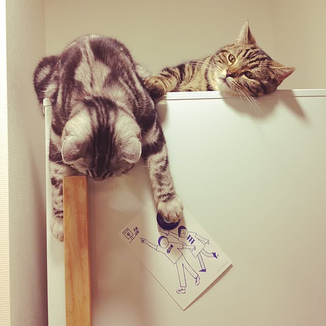 mikomaruさんの実例写真