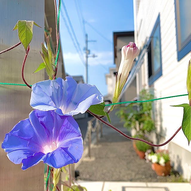 koko_hikaさんの部屋