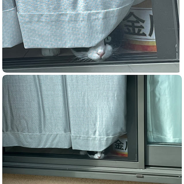 koromaroさんの実例写真