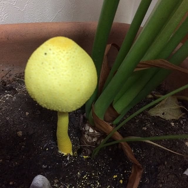 Yokoさんの実例写真