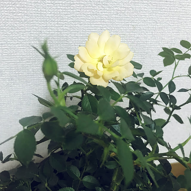 choさんの実例写真