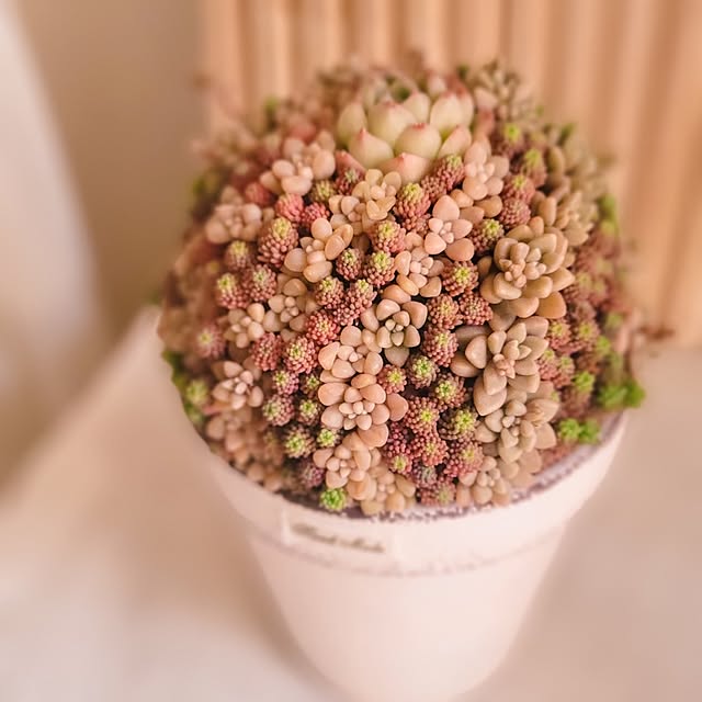 RinRinさんの部屋