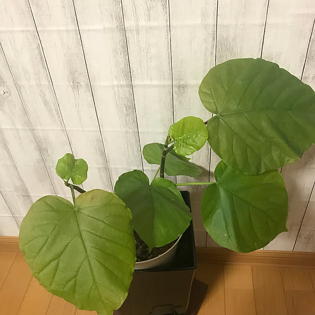 Akiさんの実例写真