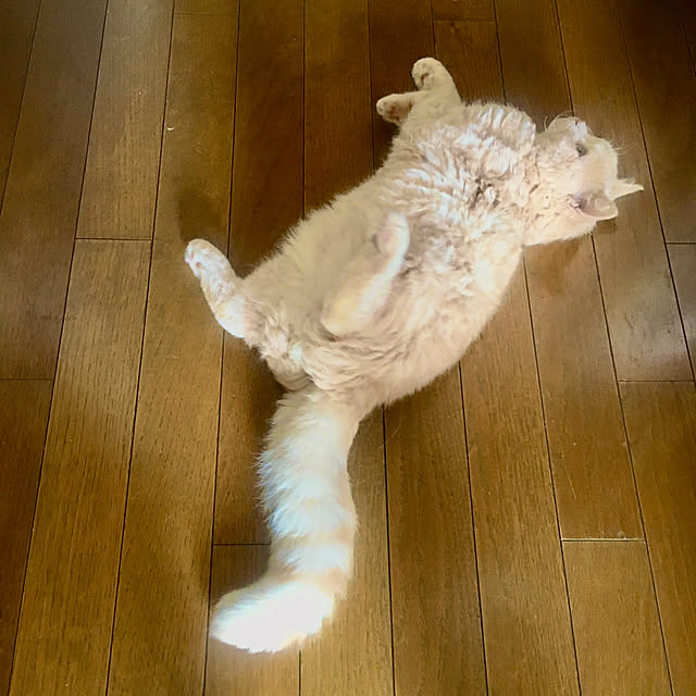 naokoさんの実例写真