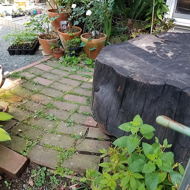 midoriさんの部屋