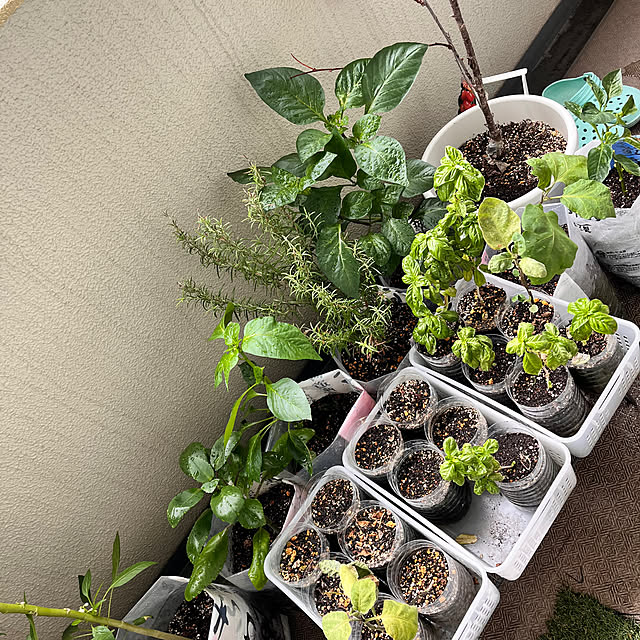 mukitarakoさんの部屋