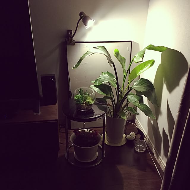 pipipipiさんの実例写真