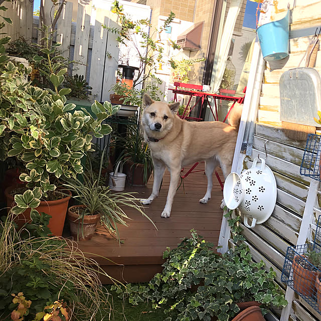 leonaさんの実例写真