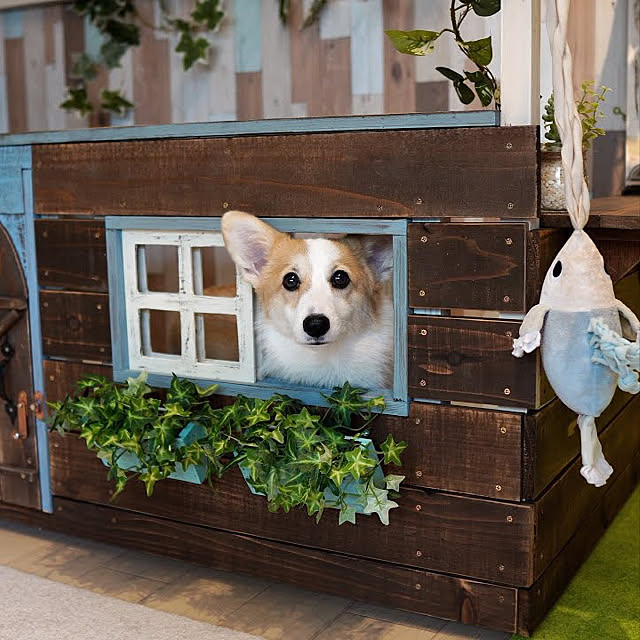 corgi_tumugiさんの実例写真