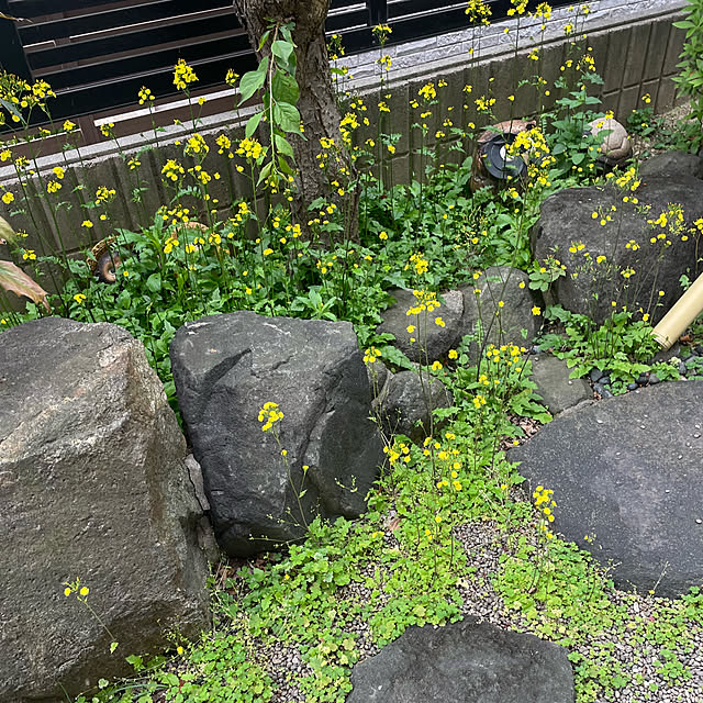 kuikoさんの実例写真