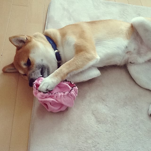 kotaさんの実例写真