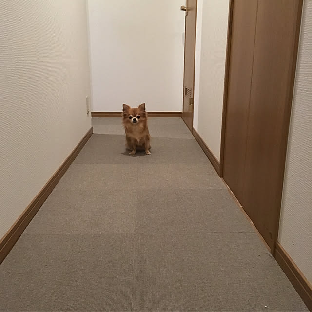 koroさんの実例写真