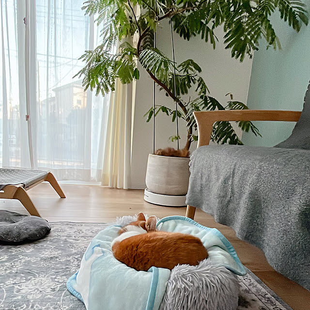 部屋全体/北欧インテリア/マイホーム/暮らしを楽しむ/猫と暮らす家...などのインテリア実例 - 2024-11-11 15:43:35