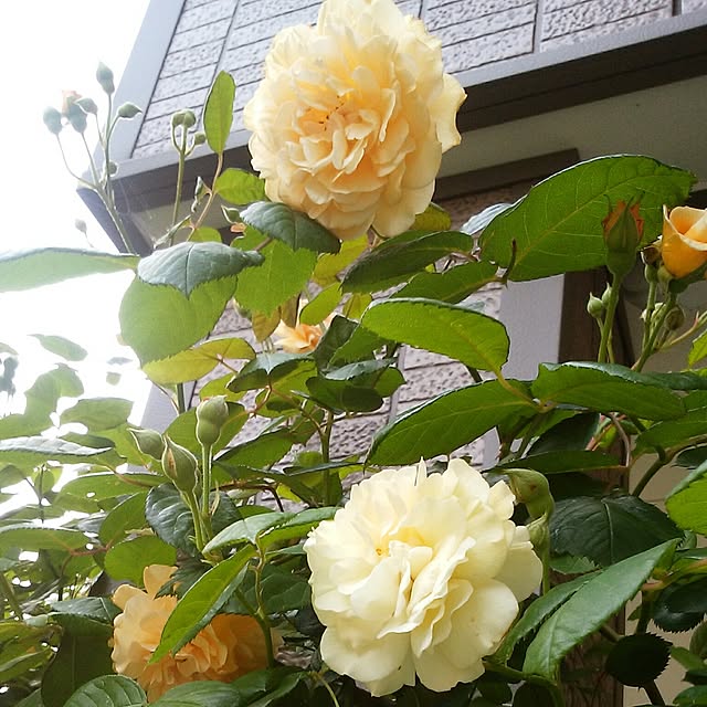 yum0408さんの実例写真