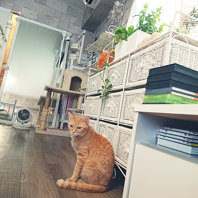 asuminさんの実例写真