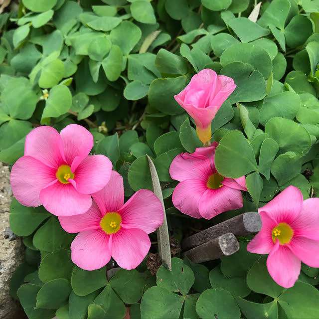 sakura1116さんの実例写真