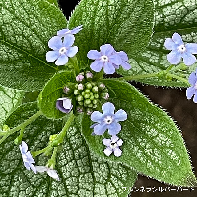 buchiさんの部屋