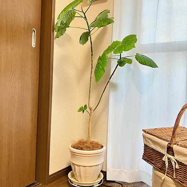 hana_lepetalさんの実例写真
